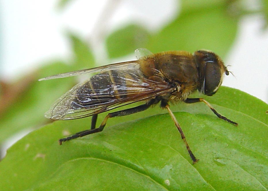 Galleria di Sirfidi (Epistrophe eligans?)